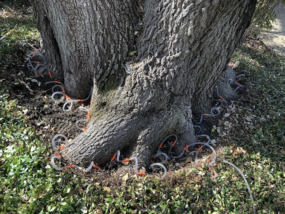 Detailed Tree Cabling and Bracing job site in Wofford Heights