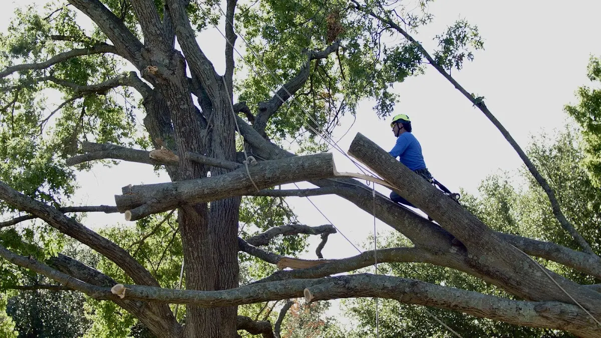 Professional Crown Thinning performed by certified arborists in Wofford Heights