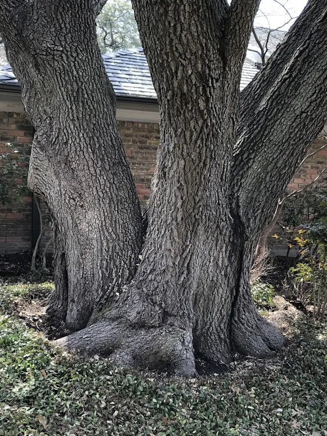 Mature heritage tree close to a Wofford Heights property cared for by certified arborists